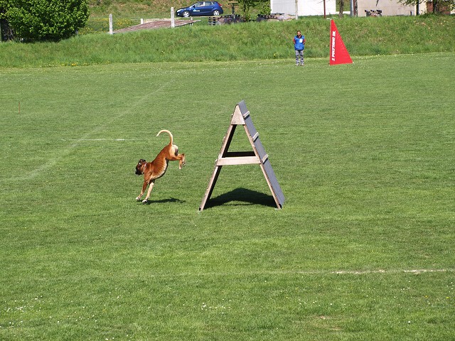 www.atibox.net * www.euroboxer.eu * www.boxergenealogia.eu